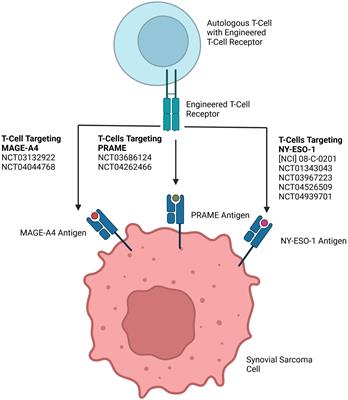 Emerging targeted and cellular therapies in the treatment of advanced and metastatic synovial sarcoma